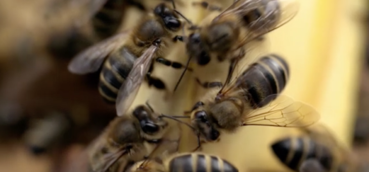 « Miel de Sicile, le nectar des abeilles noires » sur  Arte en replay