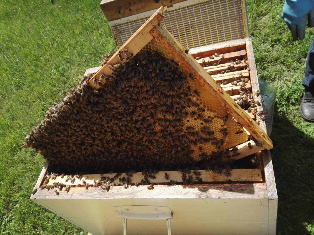 Division de ruche A.A.I.O.