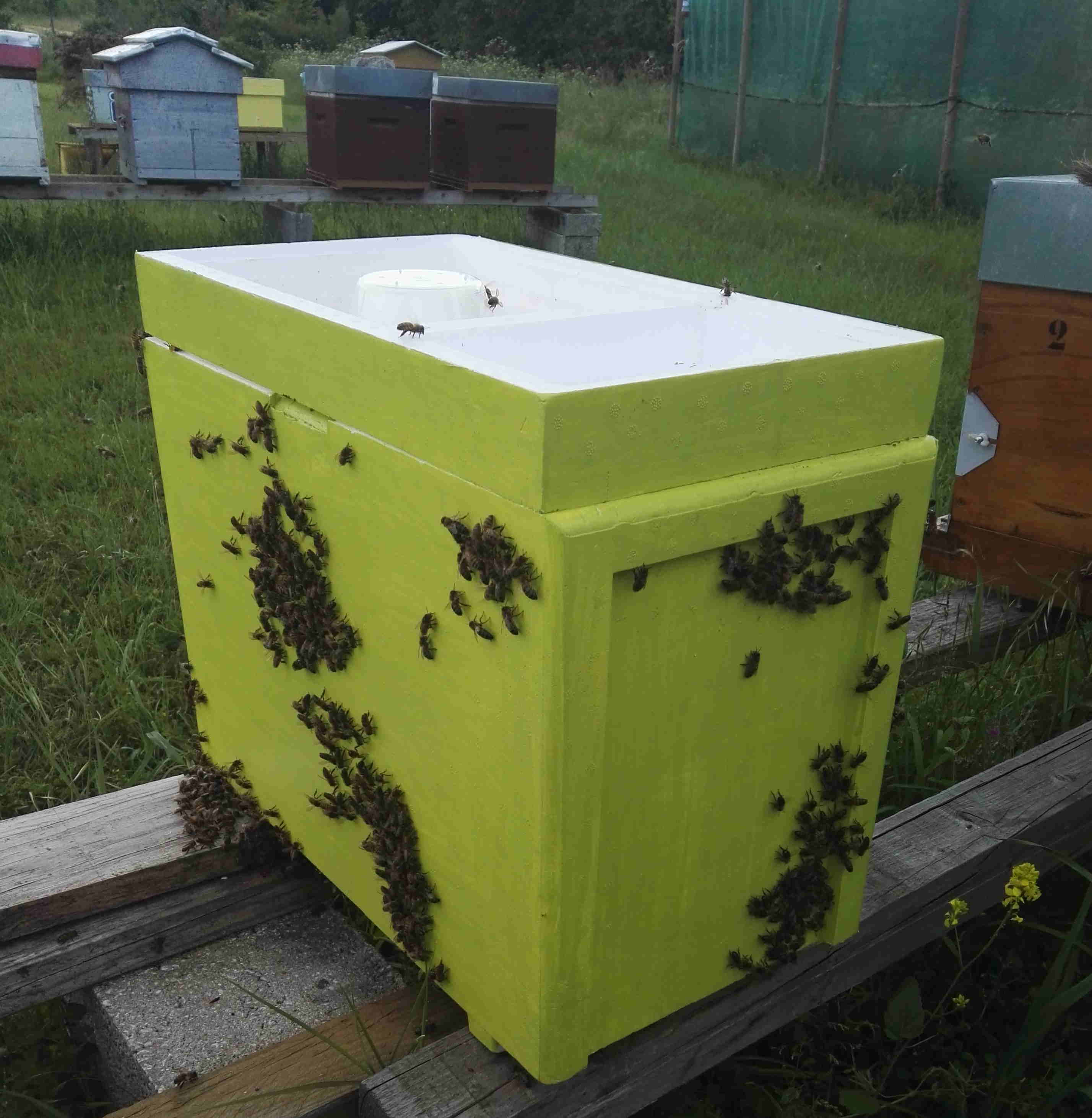 ruchette en polystyrène jaune avec grappe d'abeilles sur les parois