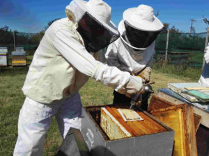 traitement varroa 2