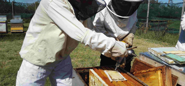 Traitement varroa au rucher des Allards