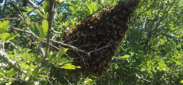 Que faire en cas d’essaim d’abeilles ?