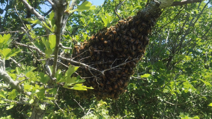 essaim d'abeilles sur une branche