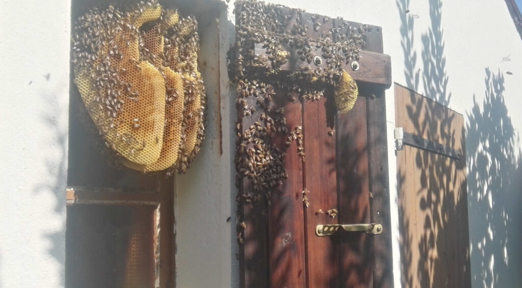 essaim d'abeilles installé entre une fenêtre et un volet