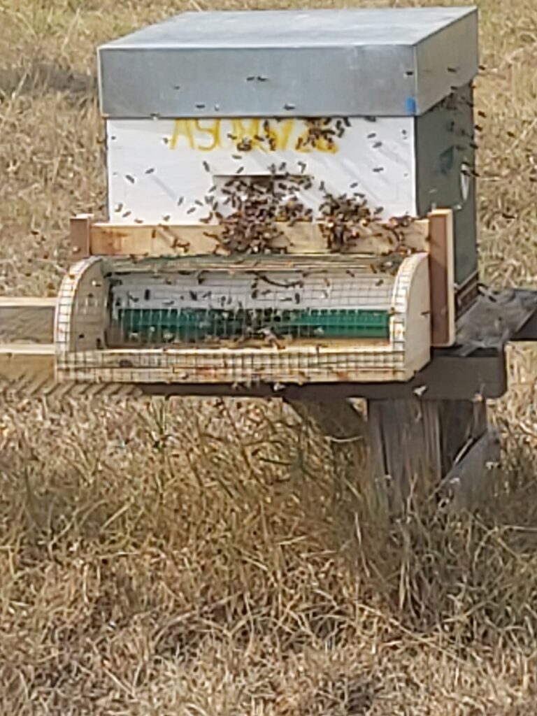 muselières anti-frelons asiatiques à l'entrée de d'une ruche couverte d'abeilles